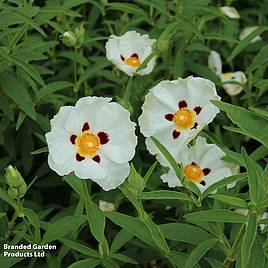 Cistus x purpureus Alan Fradd