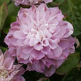 Clematis Dancing Smile