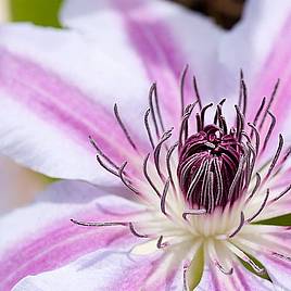 Clematis Girenas