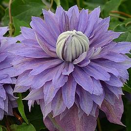 Clematis Diamantina™ evipo039