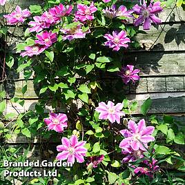 Clematis Alaina™ evipo056