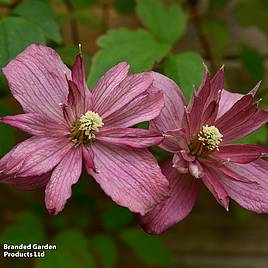 Clematis Broughton Star