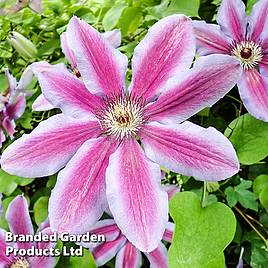 Clematis Carnaby