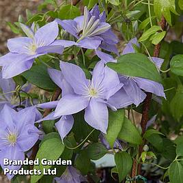 Clematis Cezanne™ evipo023