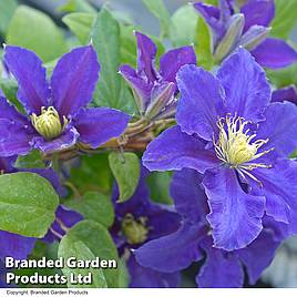 Clematis Chevalier™ evipo040