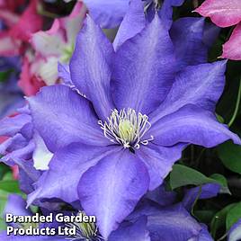 Clematis Daniel Deronda