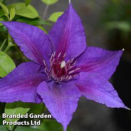 Clematis Edda™ evipo074