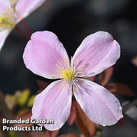 Clematis montana Fragrant Springs