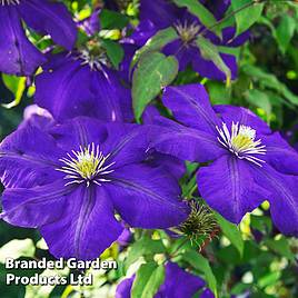 Clematis General Sikorski