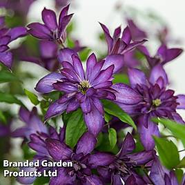 Clematis Glorious®™ Day