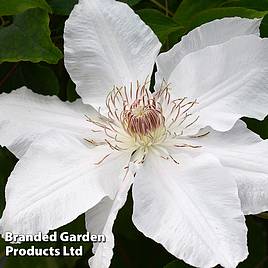 Clematis Hyde Hall™ evipo009