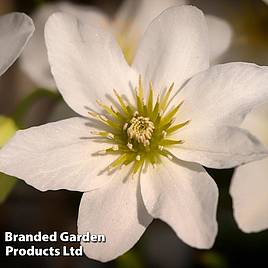 Clematis x cartmanii Joe