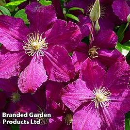 Clematis Kardynal Wyszynski