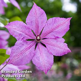 Clematis Margaret Hunt