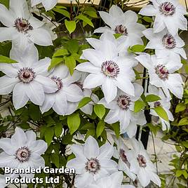 Clematis Miss Bateman