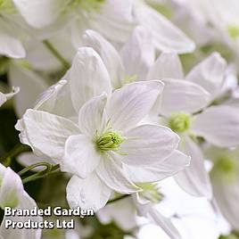 Clematis montana Morning Yellow