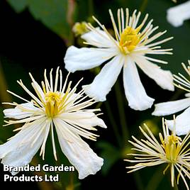 Clematis Paul Farges