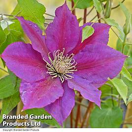 Clematis Gladys Picard