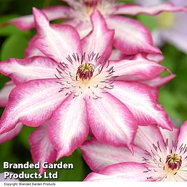 Clematis Picotee