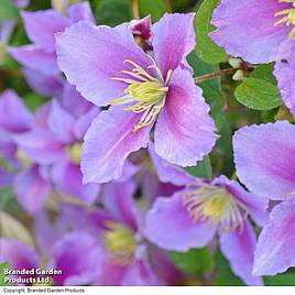 Clematis Piilu