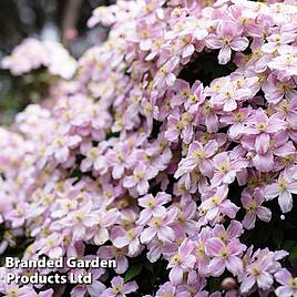 Clematis montana Pink Perfection