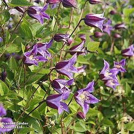 Clematis texensis Prince William