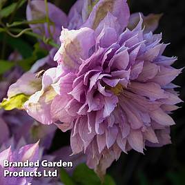 Clematis Proteus