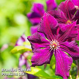 Clematis viticella Royal Velours