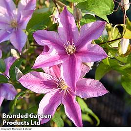 Clematis Sally™ evipo077