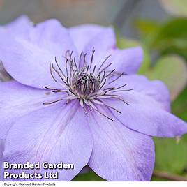 Clematis Shimmer™ evipo028