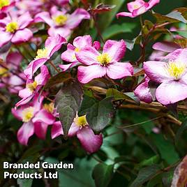 Clematis montana var. rubens Tetrarose