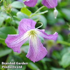 Clematis viticella