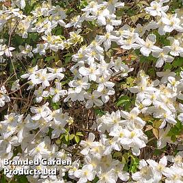 Clematis montana Wilsonii