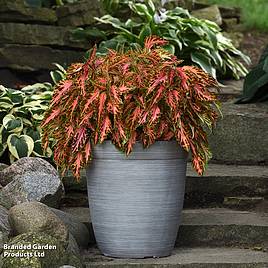 Coleus Premium Sun Coral Candy