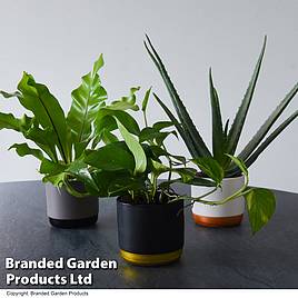 De-humidifying House Plant Collection