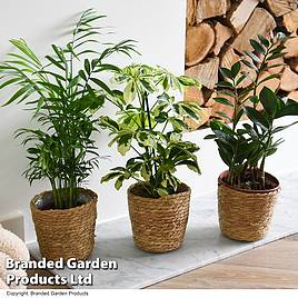 Modern Home House Plant Collection