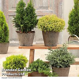 Nurserymans Choice Conifer Collection