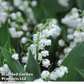 Lily of the Valley (White)