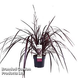 Cordyline Festival Burgundy