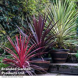 Cordyline Trio