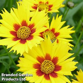 Coreopsis grandiflora Heliot