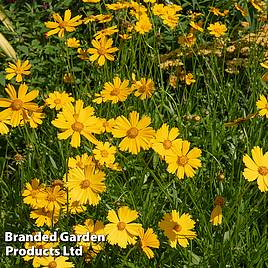 Coreopsis Schnittgold