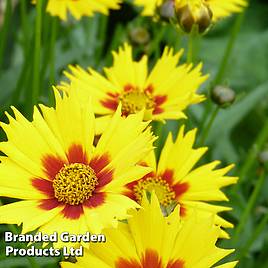 Coreopsis Sterntaler