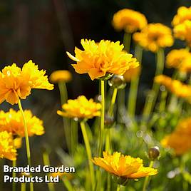 Coreopsis grandiflora Sunray