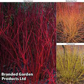 Cornus Winter Stems Collection