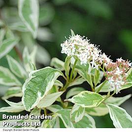 Cornus alba Elegantissima