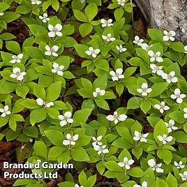 Cornus canadensis