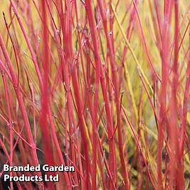 Cornus sericea Cardinal