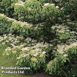 Cornus controversa Pagoda