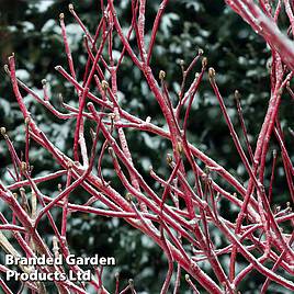 Cornus sericea Firedance First Editon